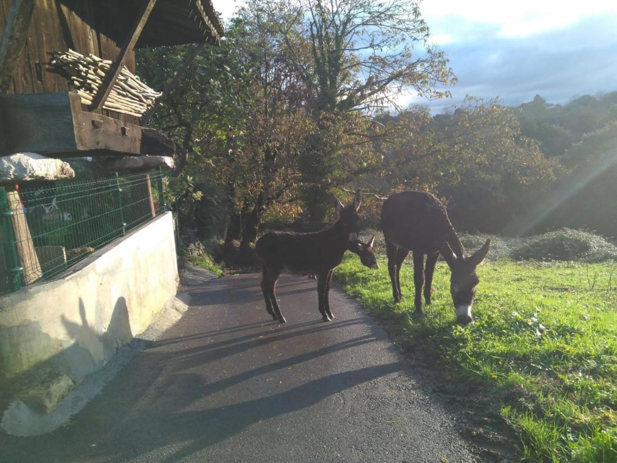Casa Pepin - Sagasta Rural Oviedo Pensionat Exteriör bild