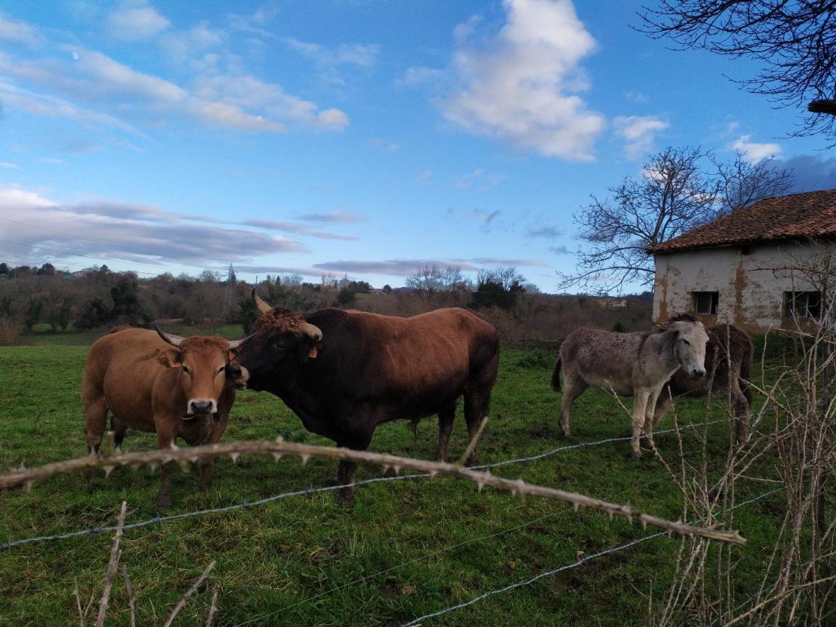 Casa Pepin - Sagasta Rural Oviedo Pensionat Exteriör bild